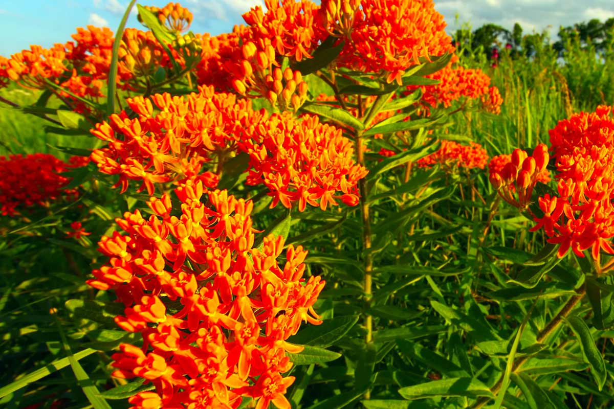 Превью изображения