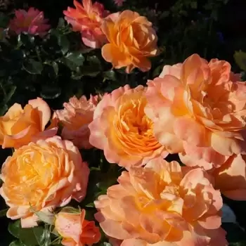 Превью изображения