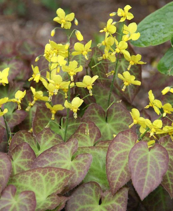 Превью изображения