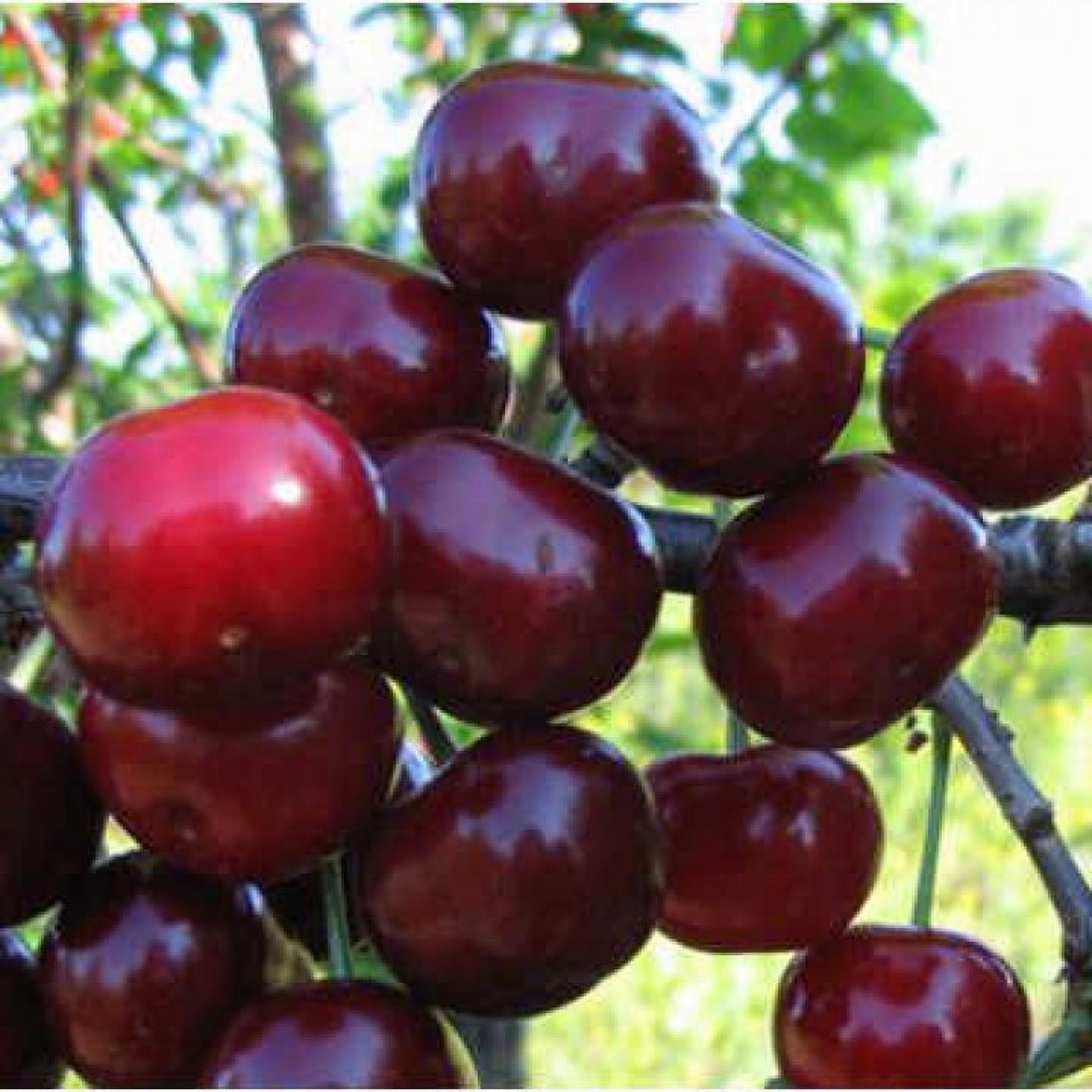 Превью изображения