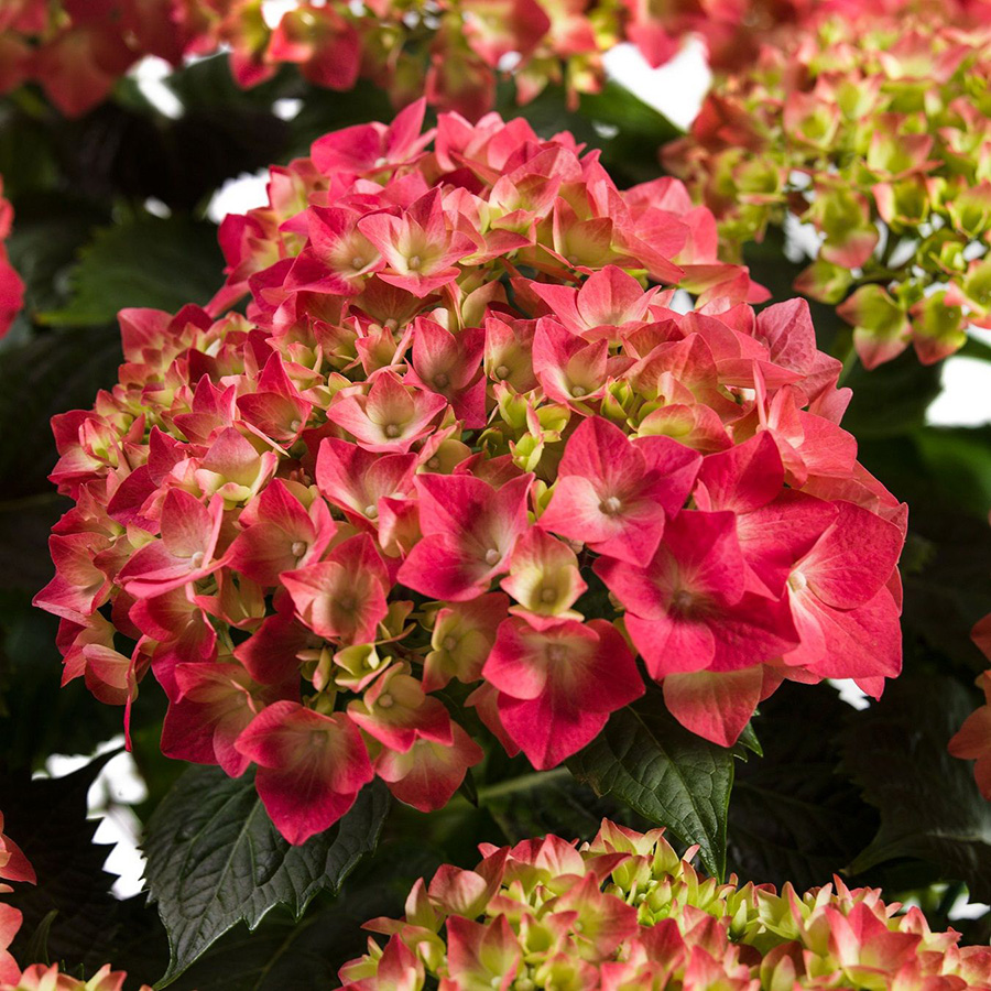 Превью изображения