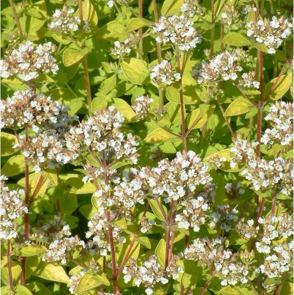 Превью изображения