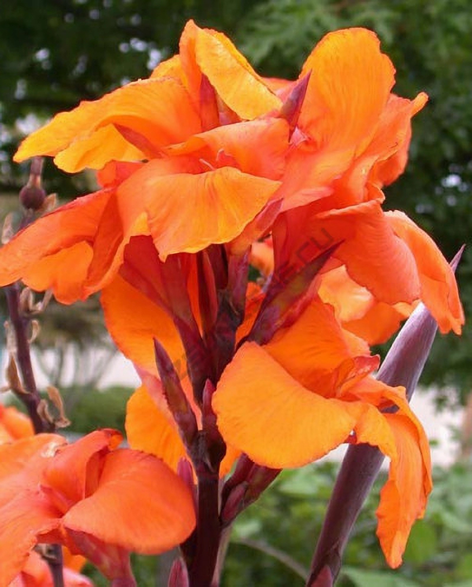 Превью изображения