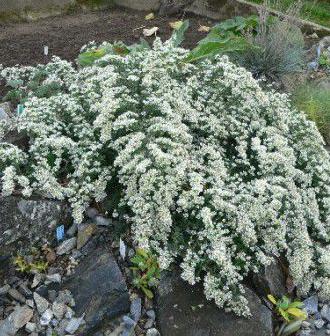 Превью изображения