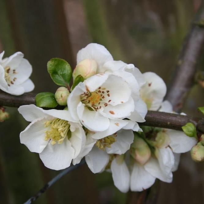 Превью изображения