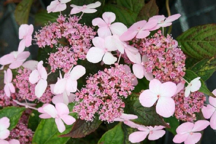 Превью изображения