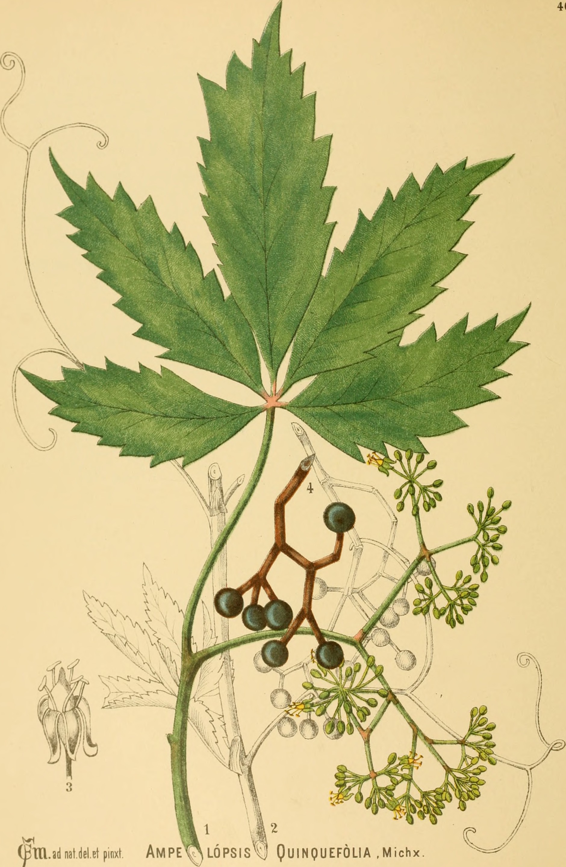 Превью изображения