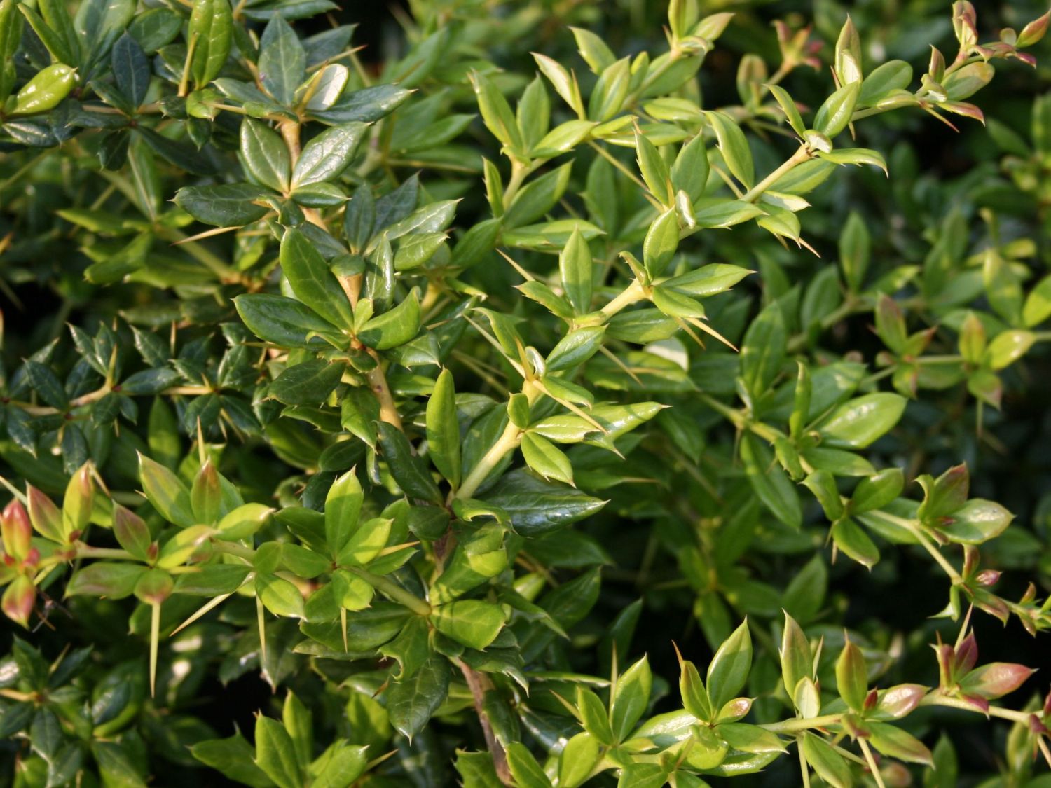 Превью изображения