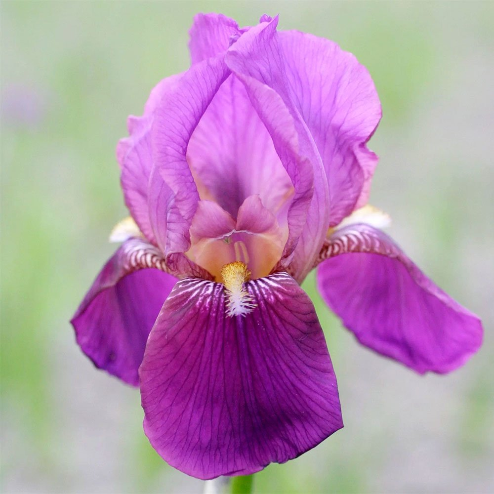 Превью изображения