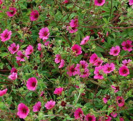 Превью изображения