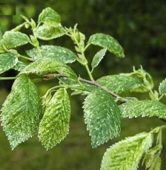 Превью изображения