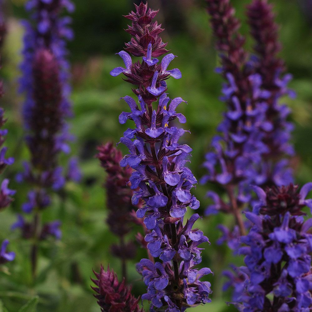 Превью изображения