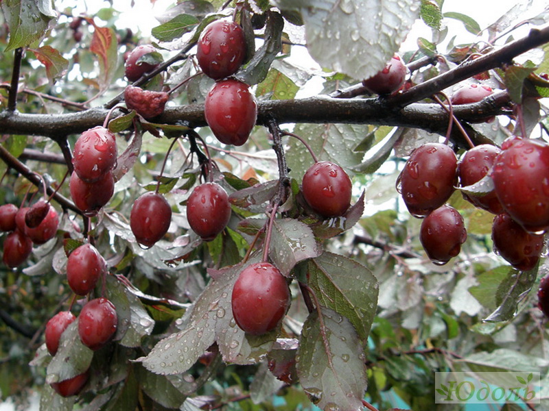 Превью изображения