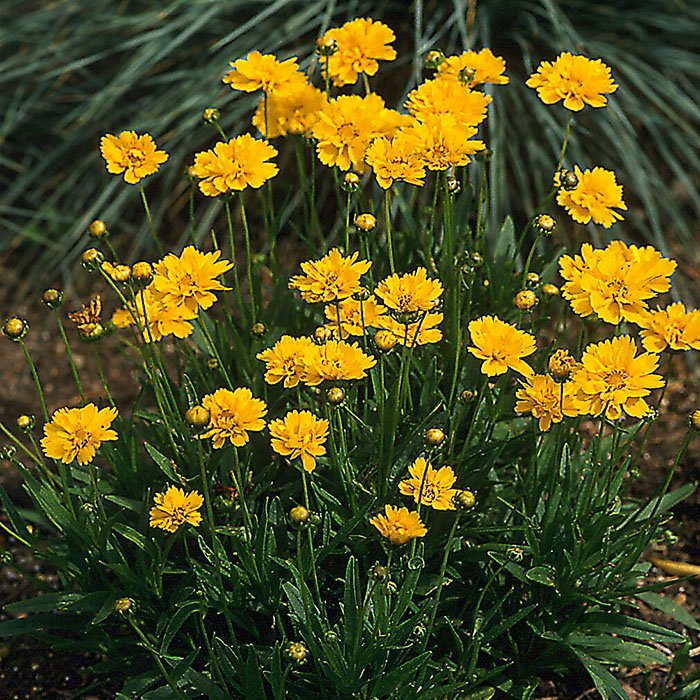 Превью изображения