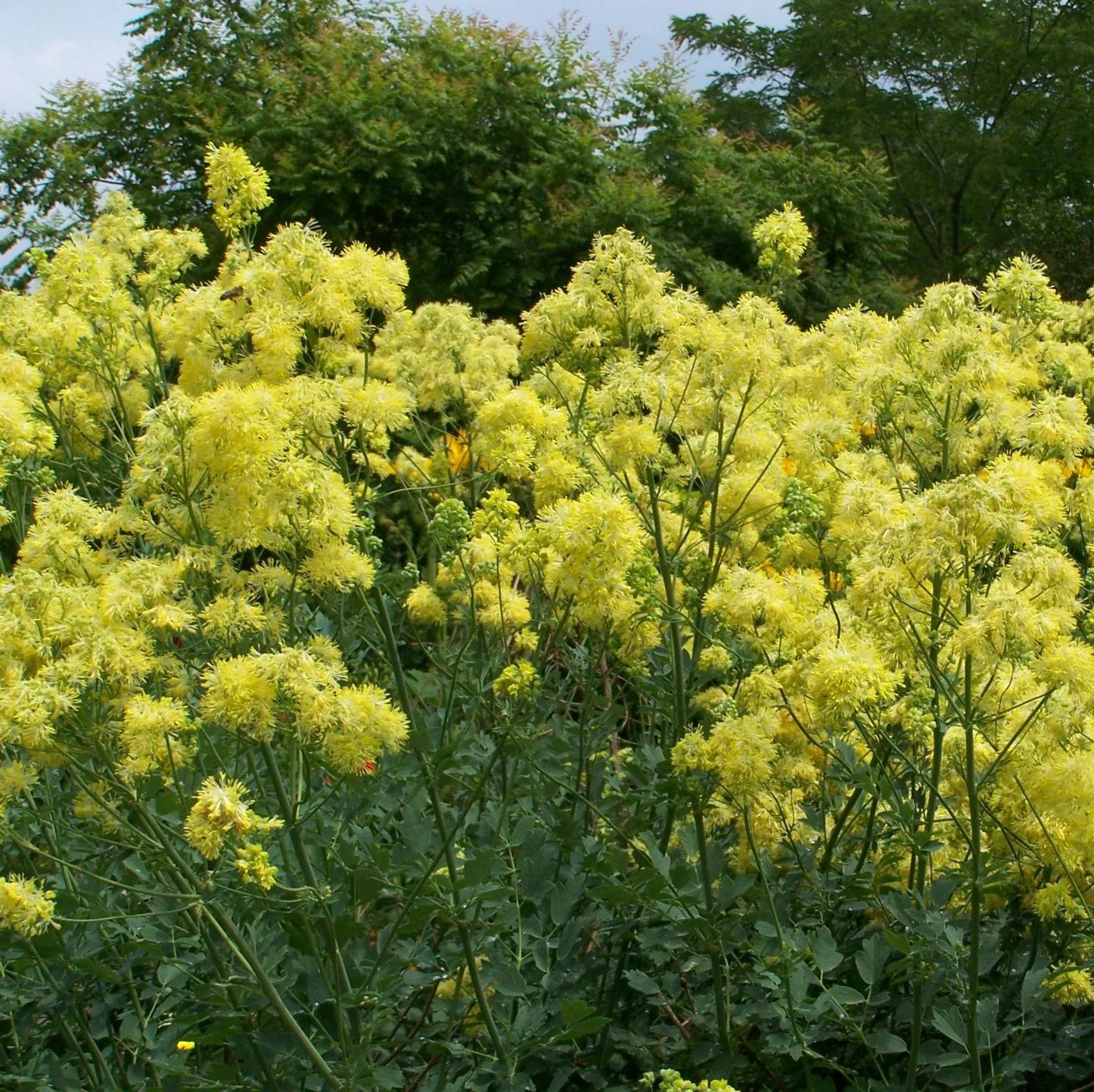 Превью изображения