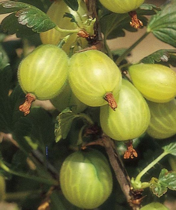 Превью изображения