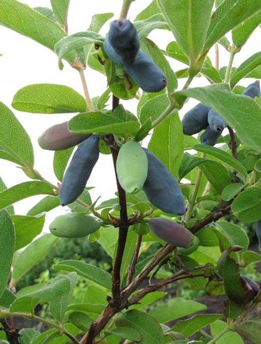 Превью изображения