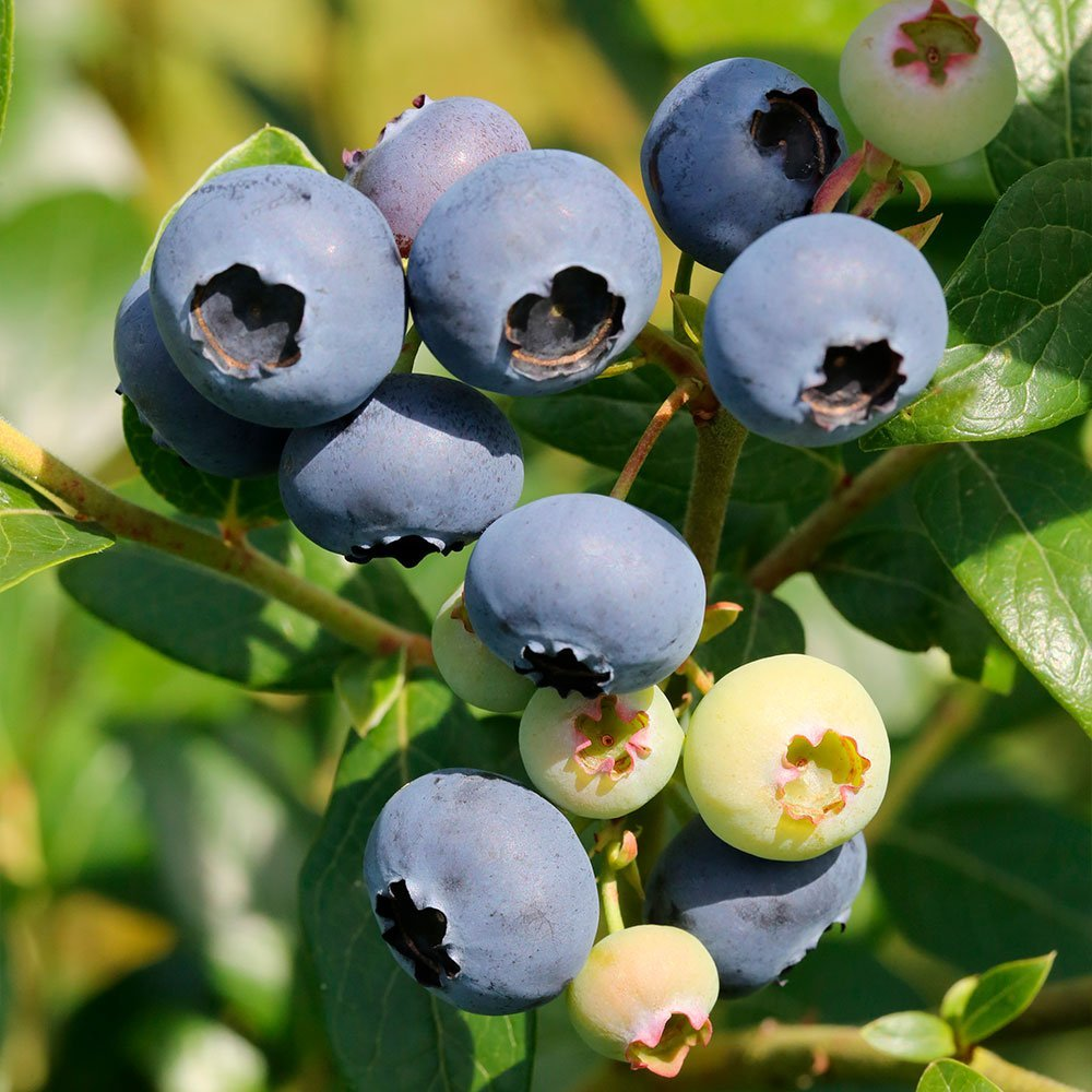 Превью изображения