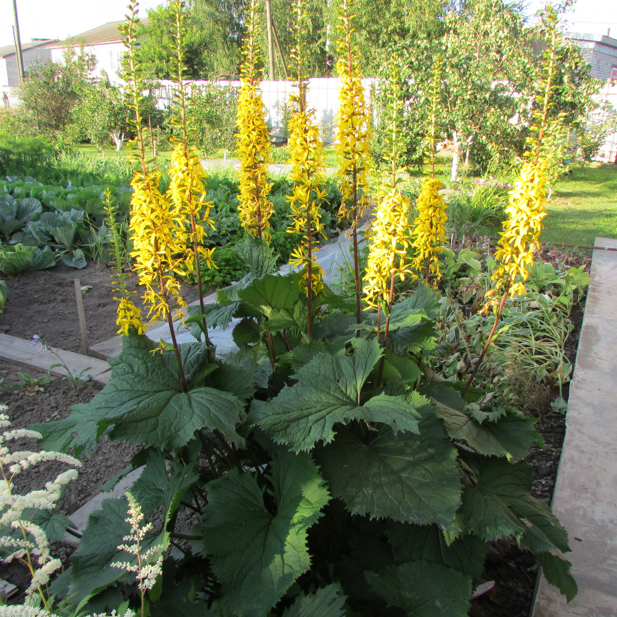 Превью изображения