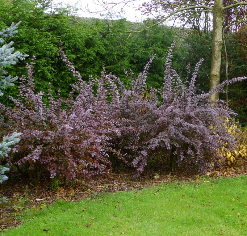 Превью изображения