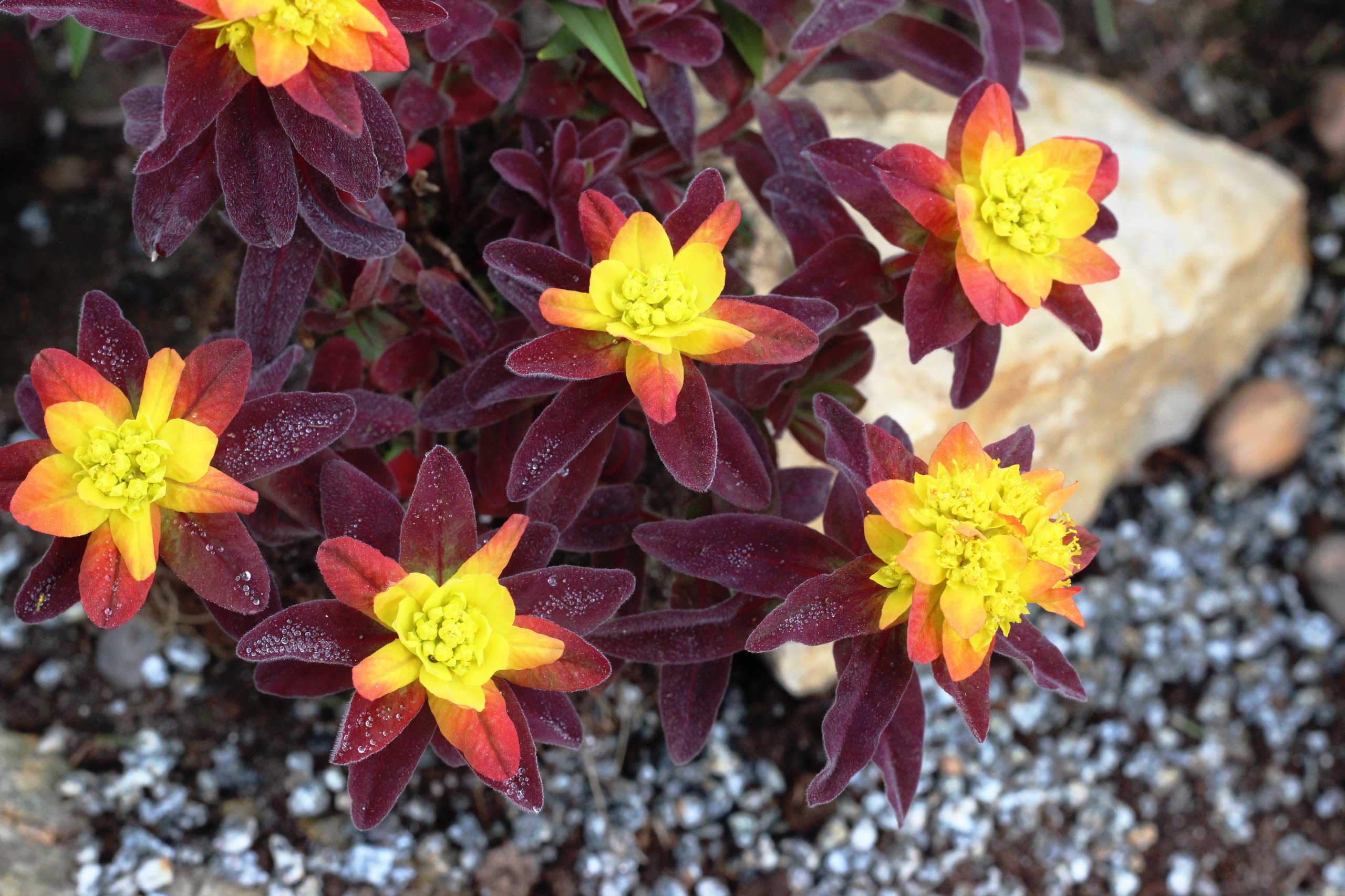 Превью изображения