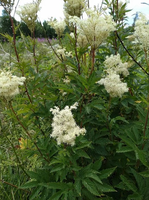 Превью изображения