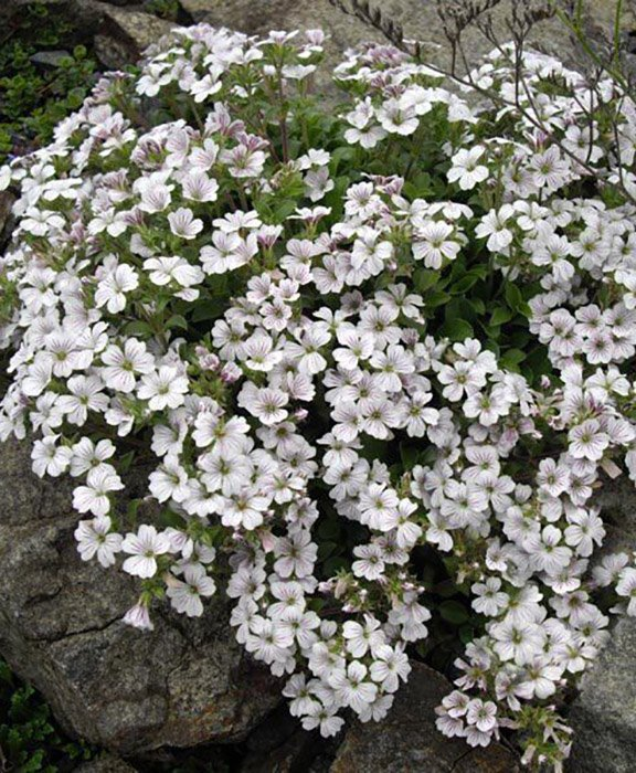 Превью изображения