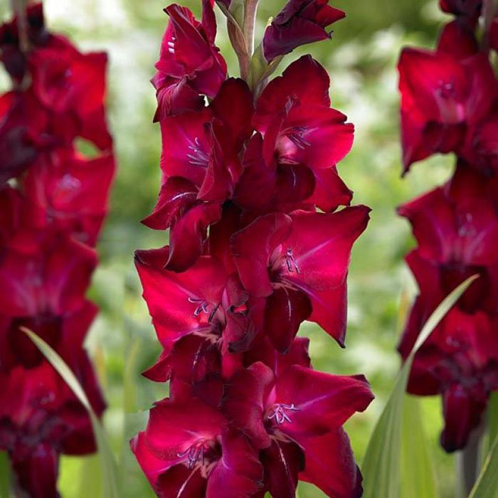 Превью изображения