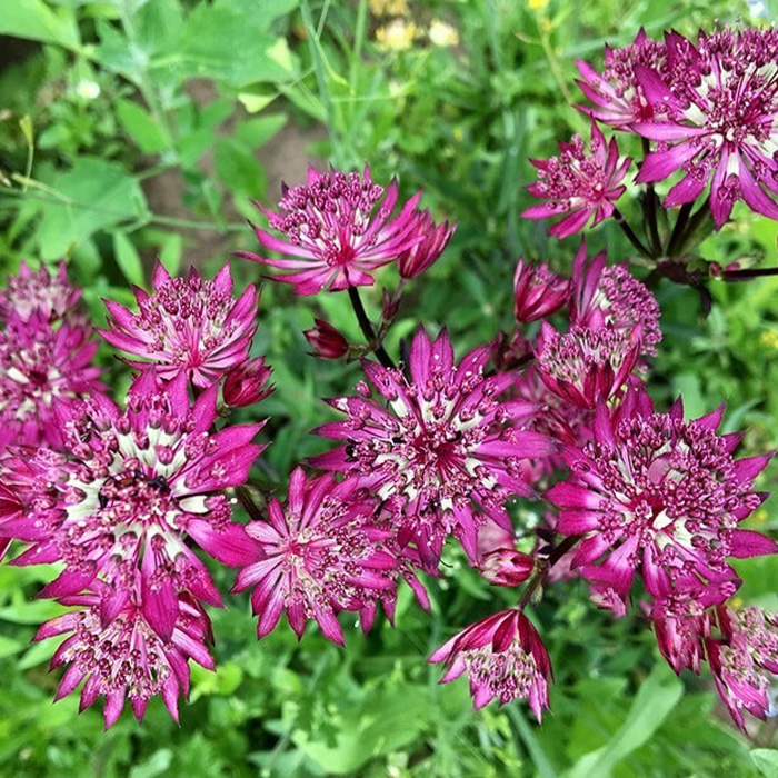 Превью изображения