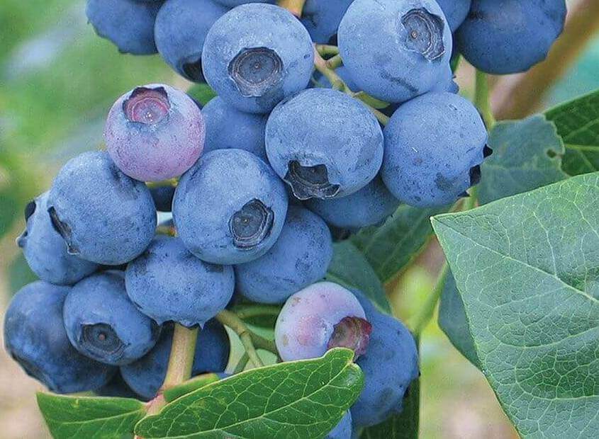 Превью изображения