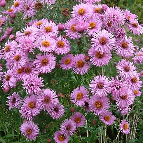 Превью изображения