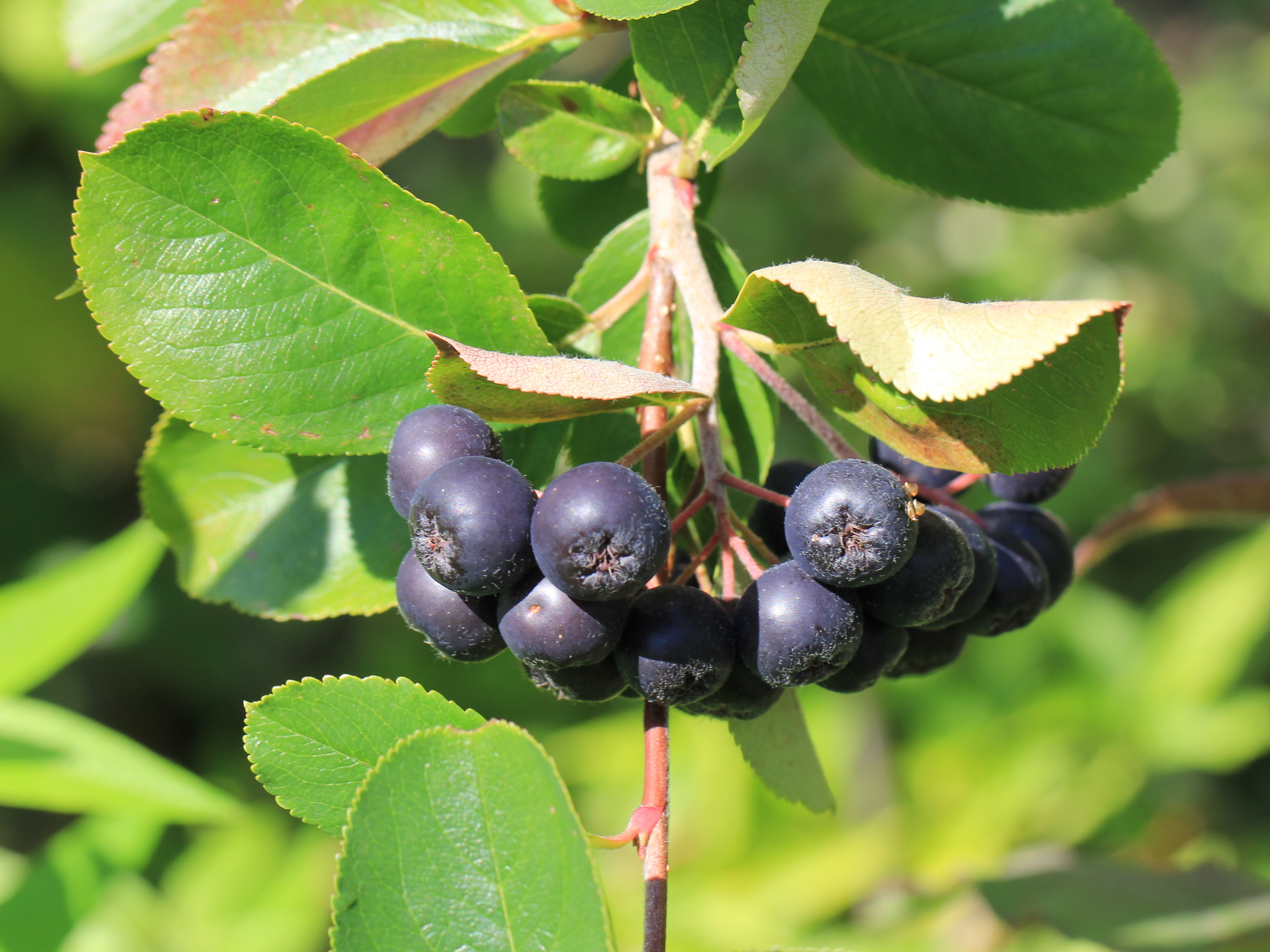 Превью изображения