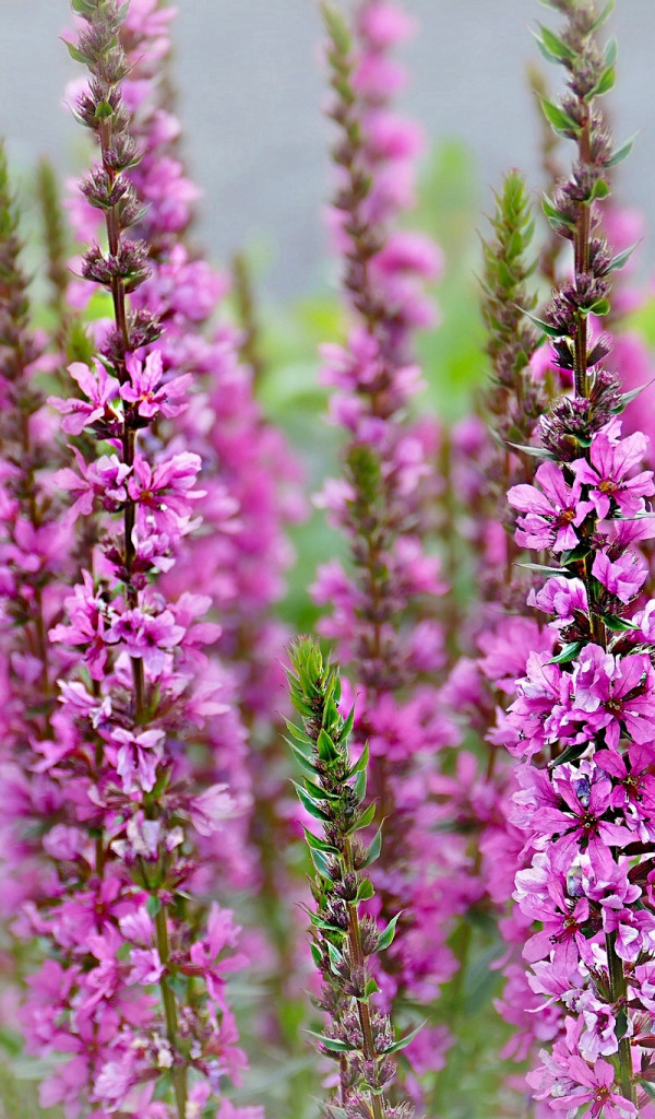 Превью изображения