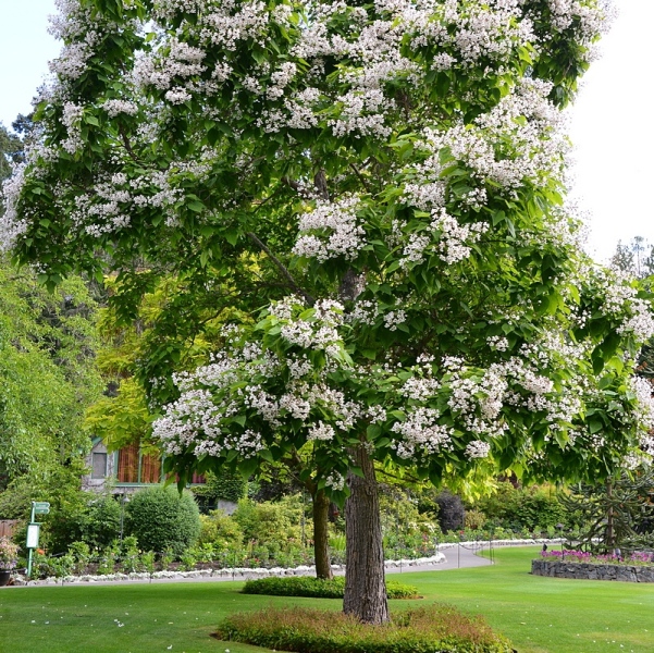 Превью изображения