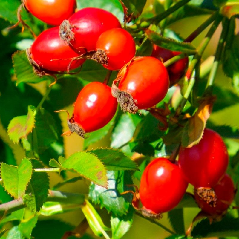 Превью изображения