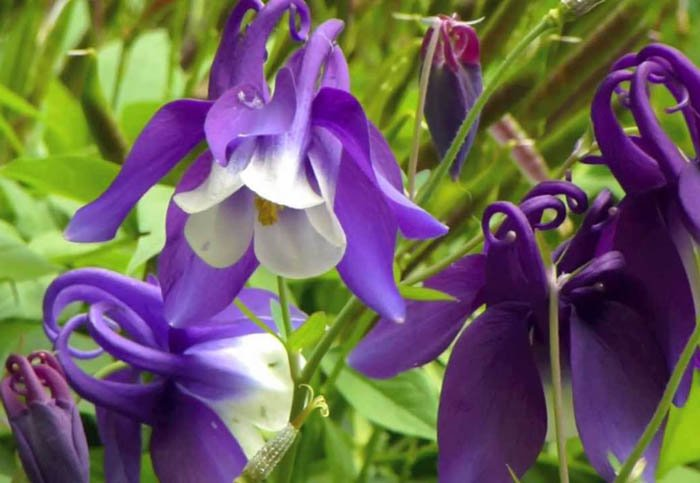 Превью изображения