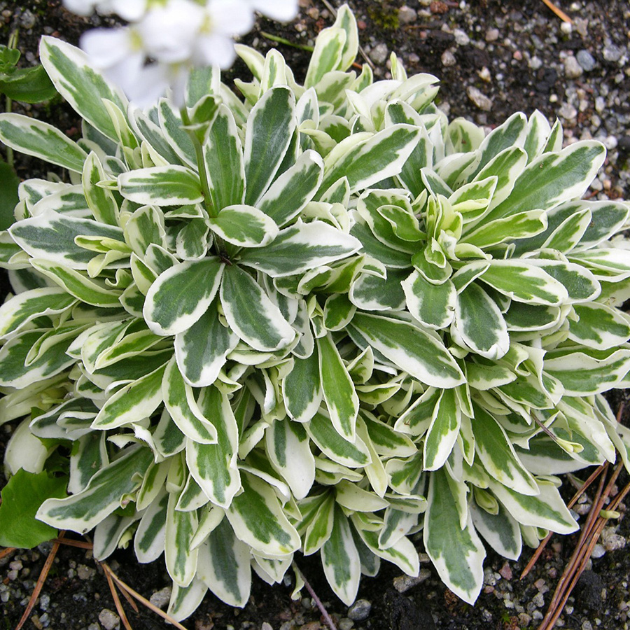 Превью изображения