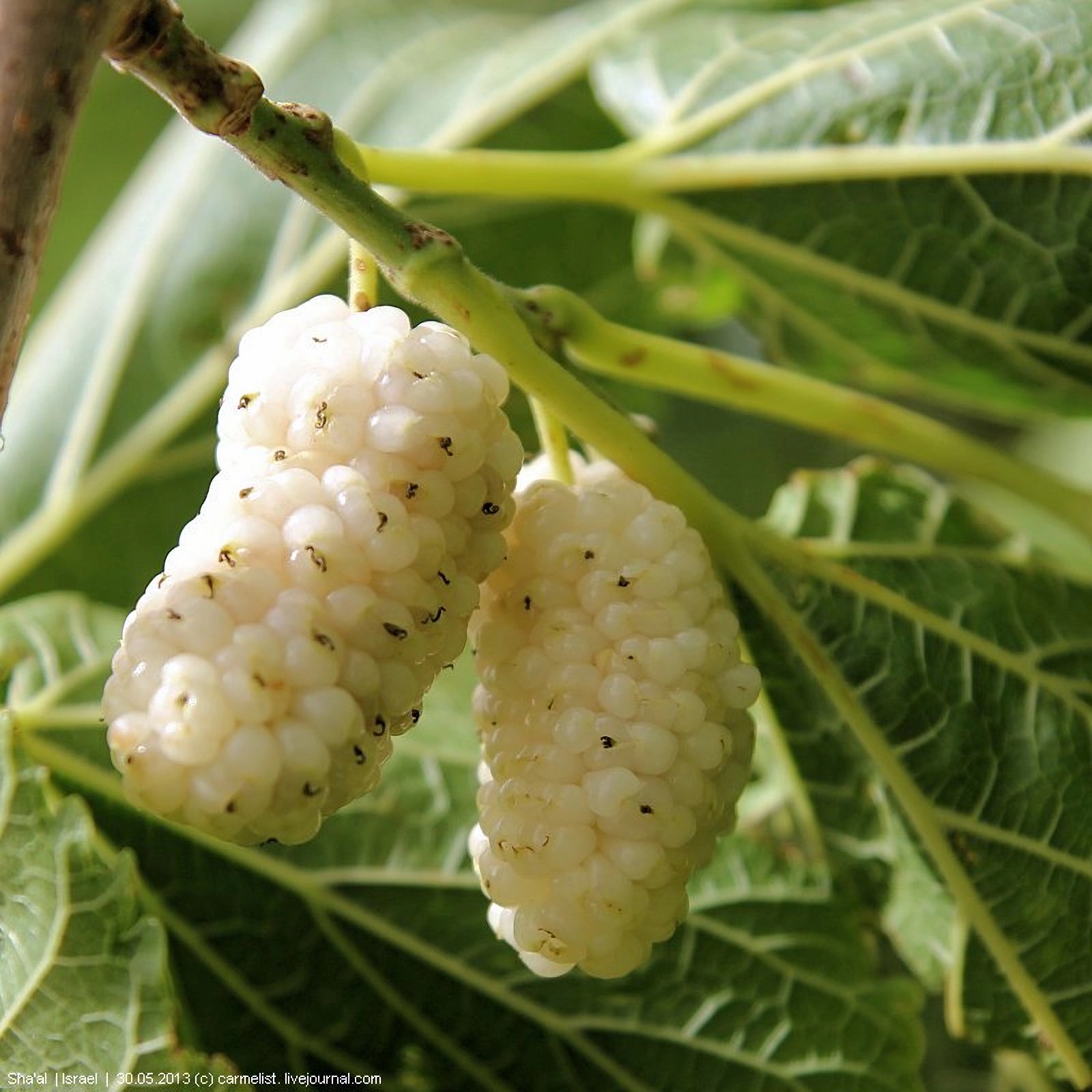 Превью изображения