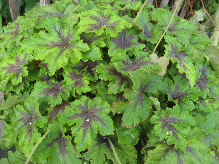 Превью изображения