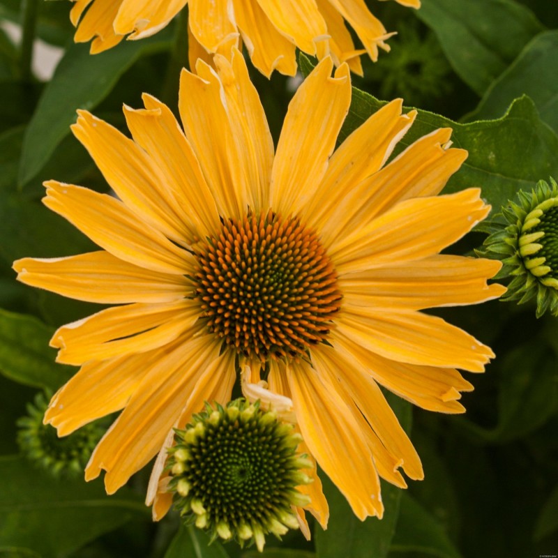 Превью изображения