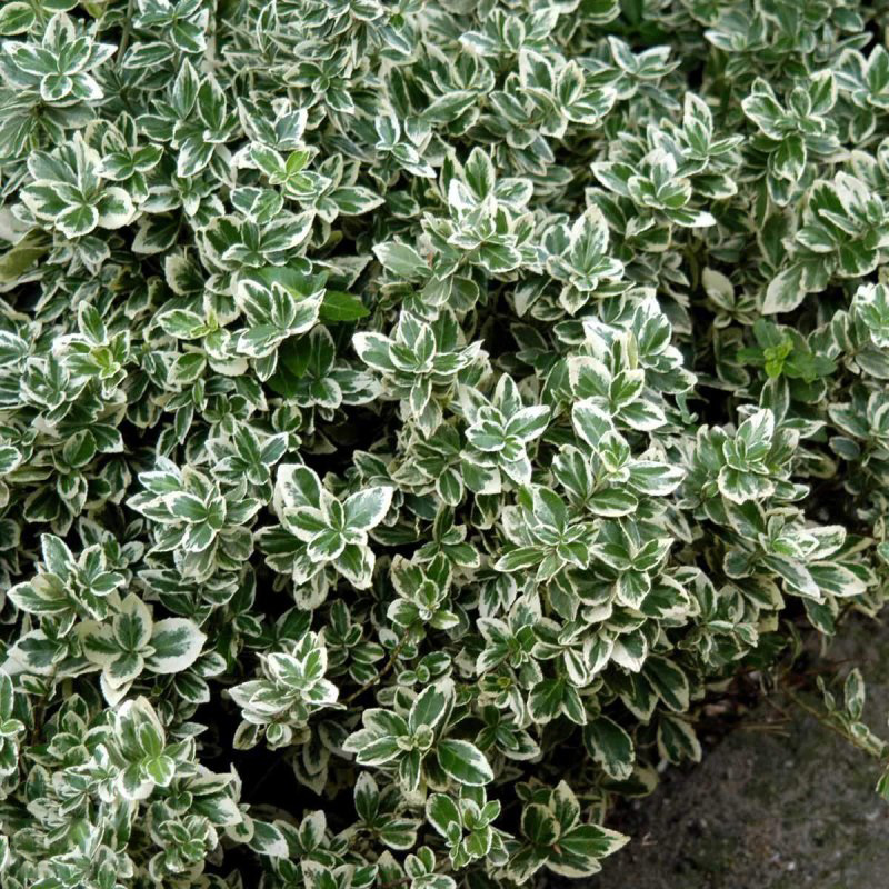 Превью изображения