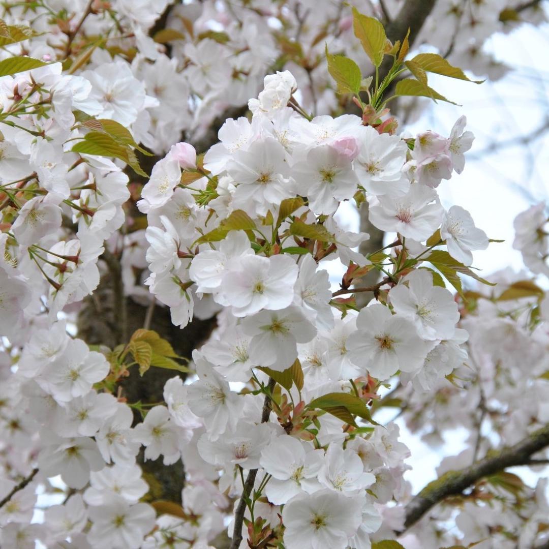 Превью изображения