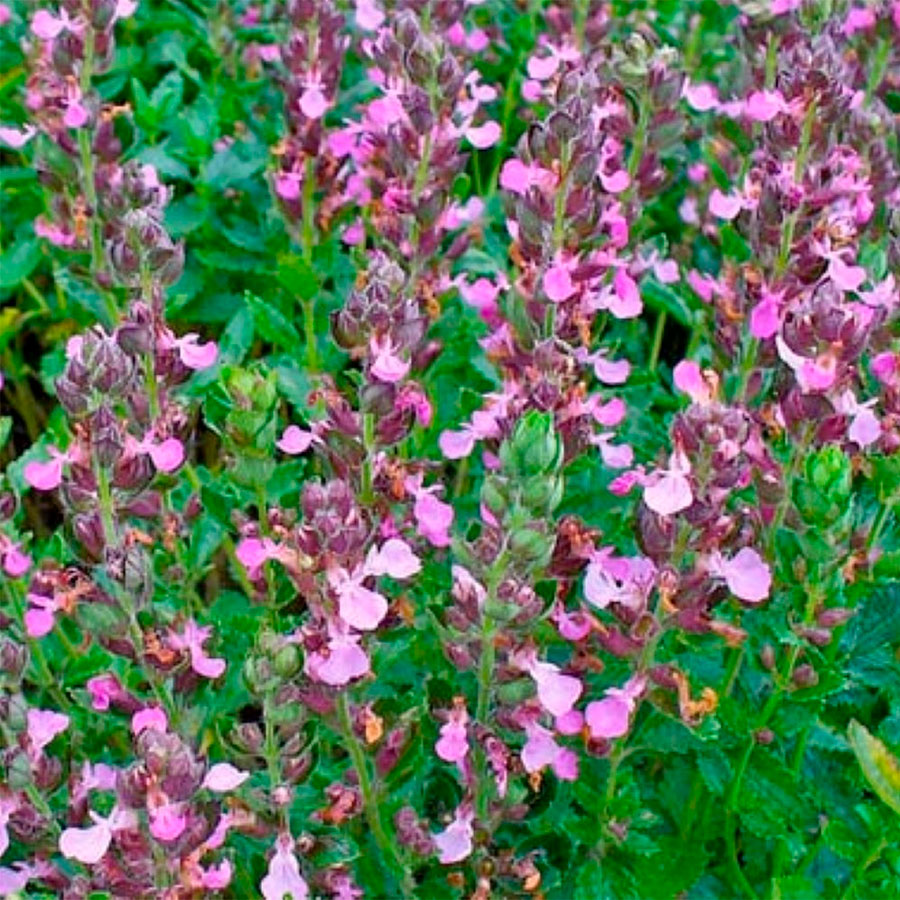 Превью изображения