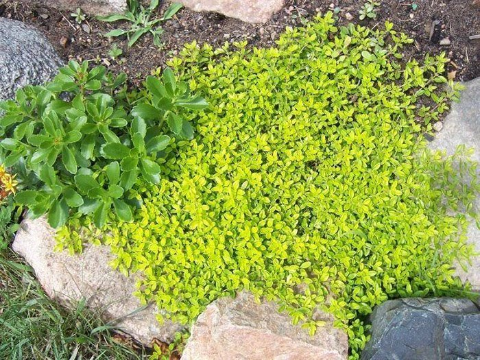 Превью изображения