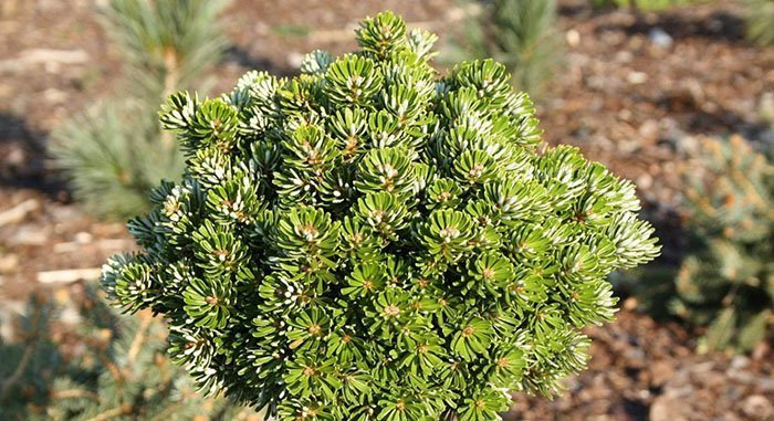 Превью изображения