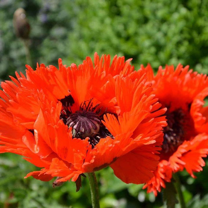 Превью изображения