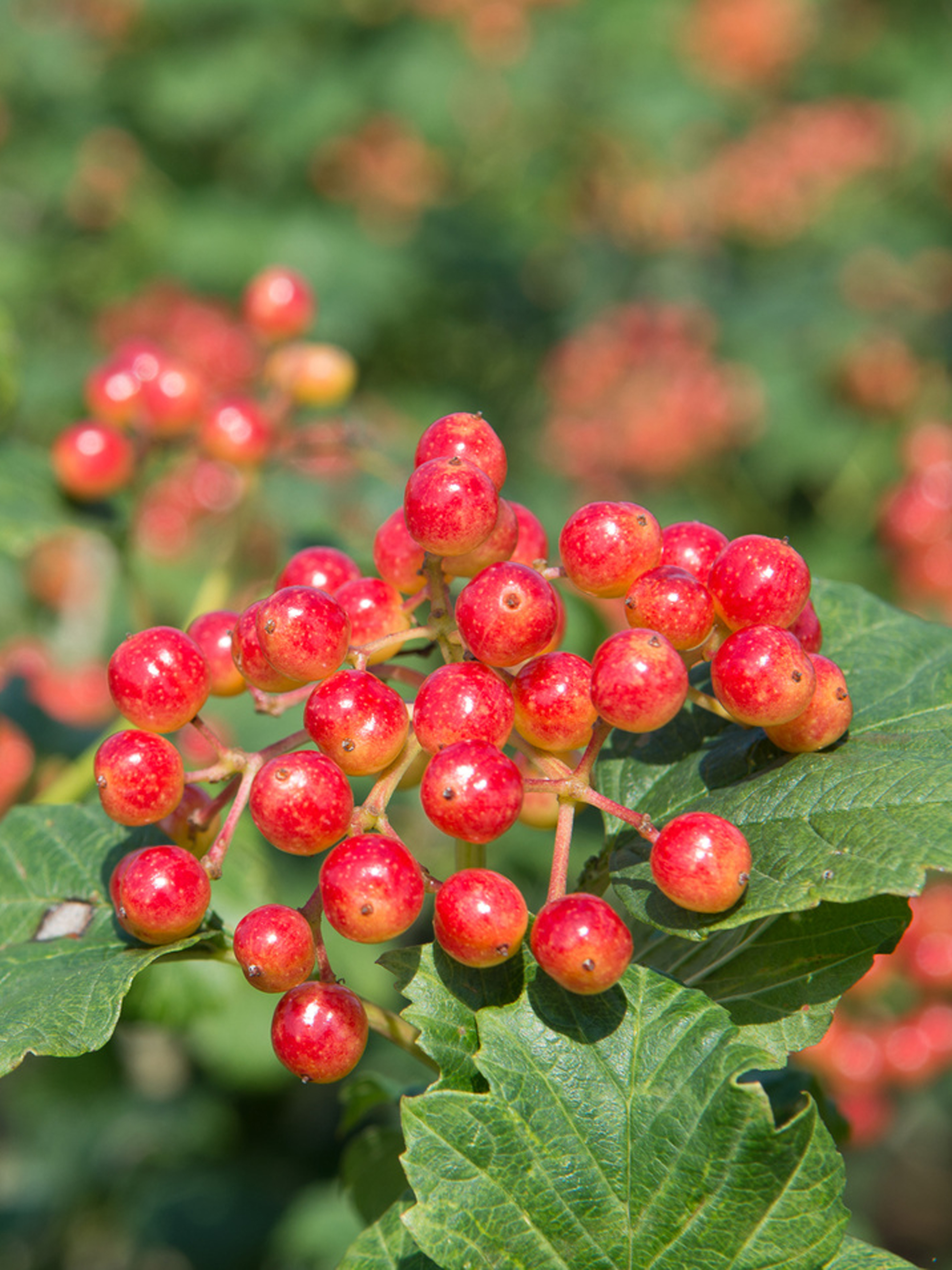 Превью изображения