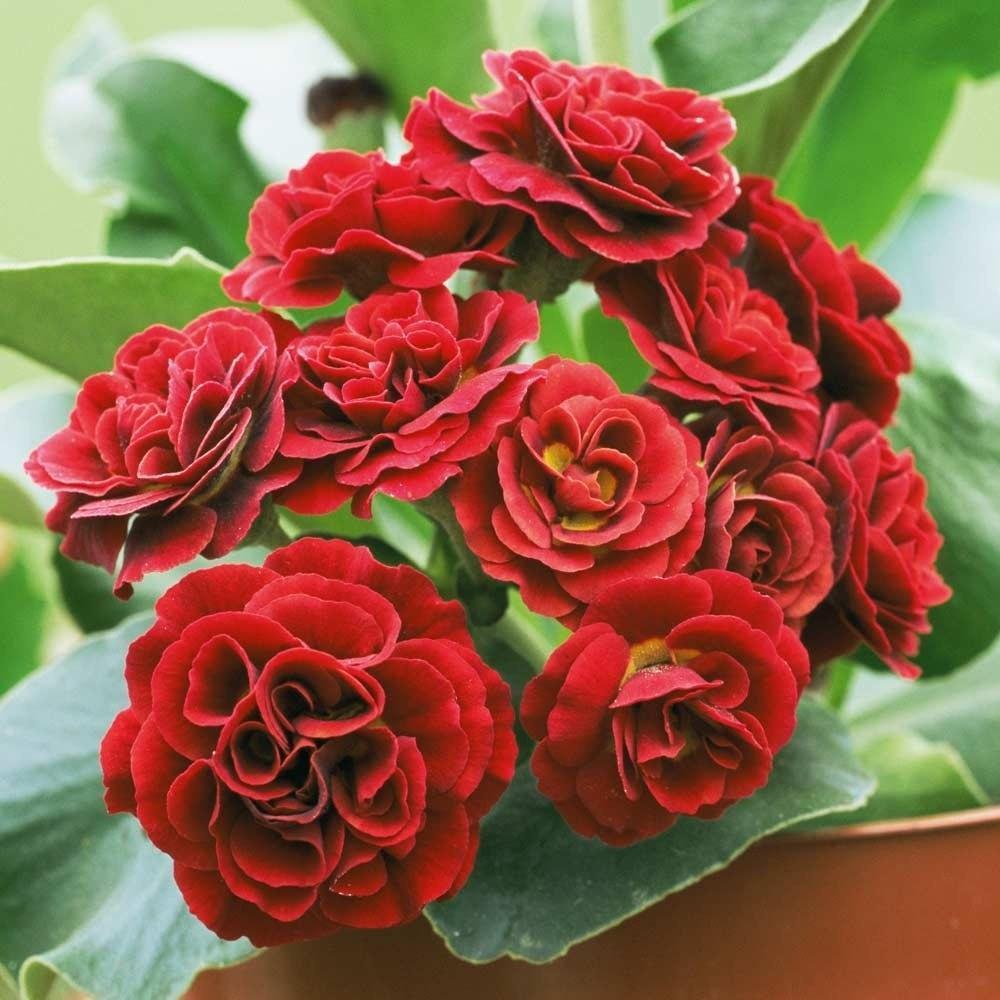 Превью изображения