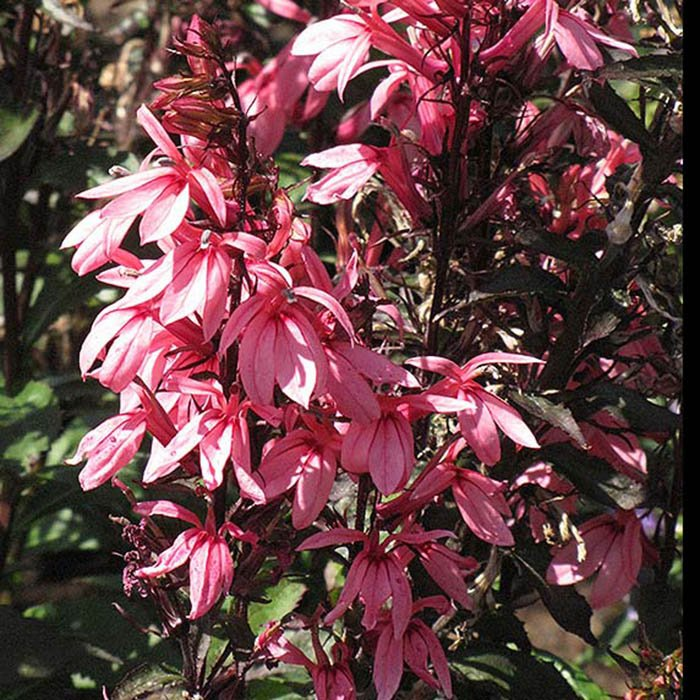 Превью изображения