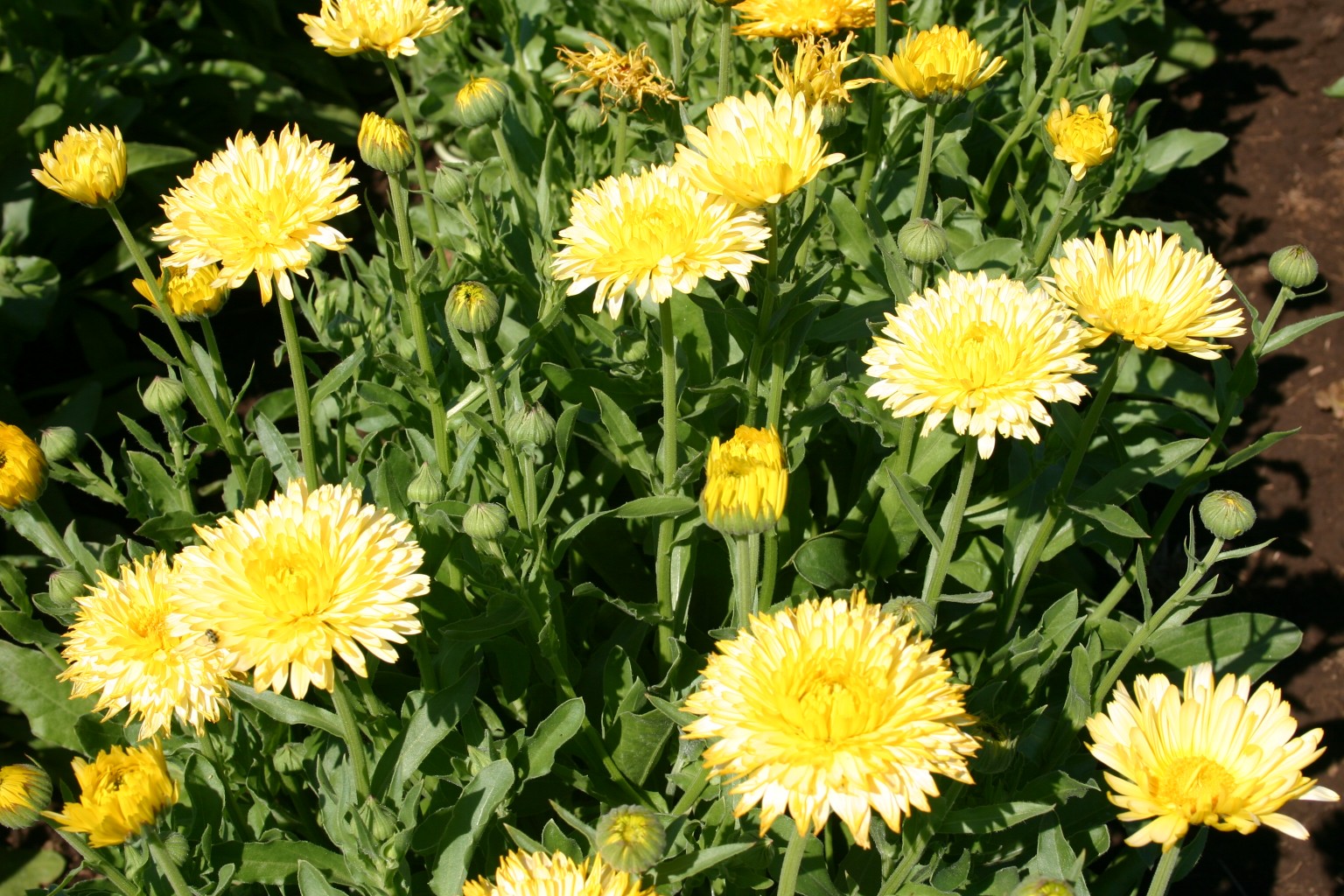 Превью изображения